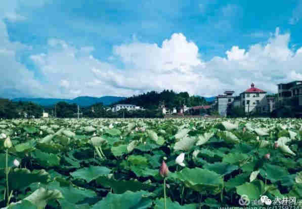 井岡山荷花鄉旅游攻略